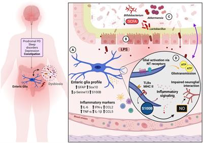 Enteric glia as a player of gut-brain interactions during Parkinson’s disease
